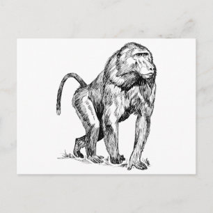 Baboons Postcard