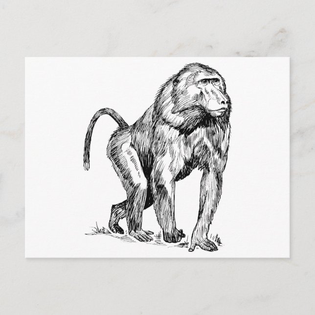 Baboons Postcard (Front)