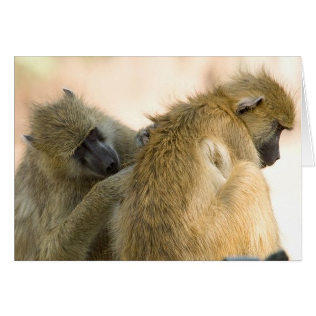 Baboons South Luwanga (Front Horizontal)