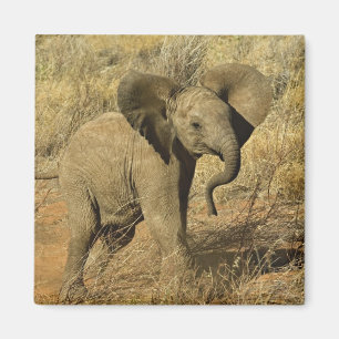 Baby African Elephant, Loxodonta Africana, Magnet