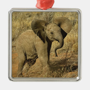 Baby African Elephant, Loxodonta Africana, Metal Tree Decoration