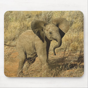 Baby African Elephant, Loxodonta Africana, Mouse Mat
