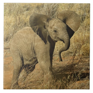 Baby African Elephant, Loxodonta Africana, Tile