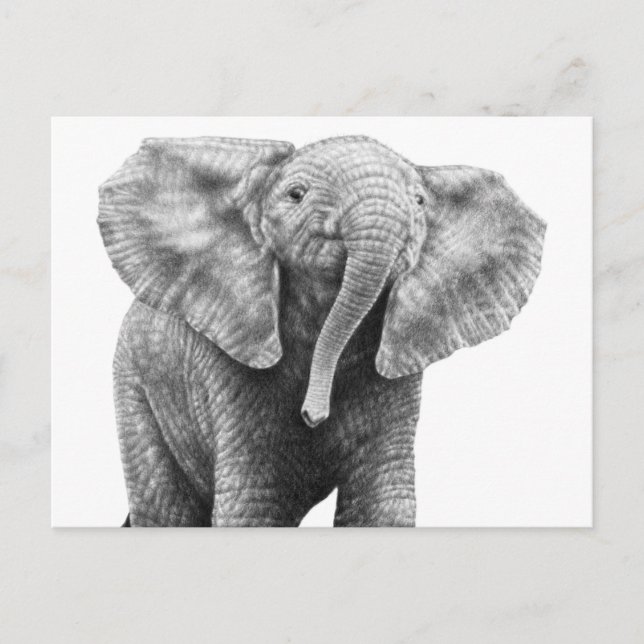 Baby African Elephant Postcard (Front)