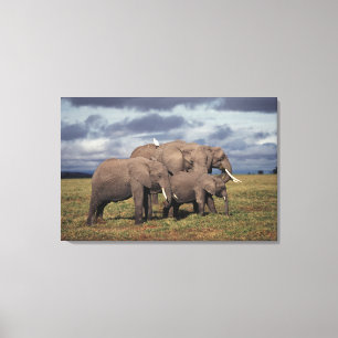 Baby African Elephant with family Canvas Print