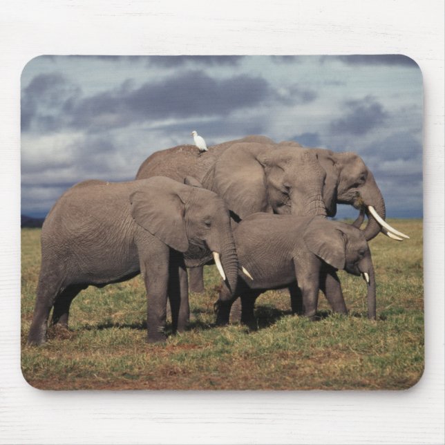 Baby African Elephant with family Mouse Mat (Front)