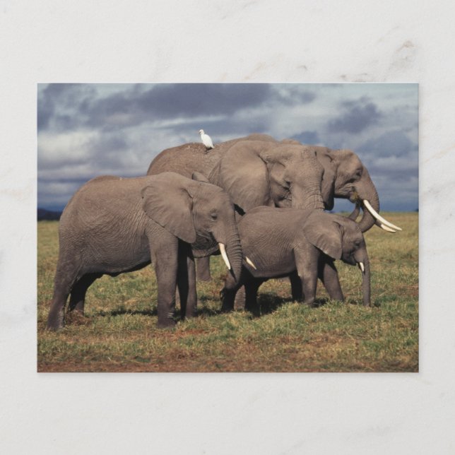 Baby African Elephant with family Postcard (Front)