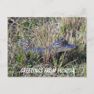 Baby Alligator Cute Nature Florida Personalise Postcard