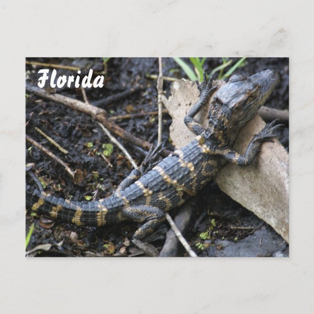 Baby Alligator in Florida postcard (Front)