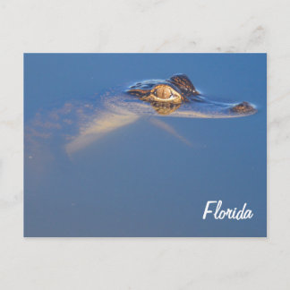 Baby Alligator Postcard