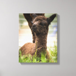 Baby Alpaca Canvas Print