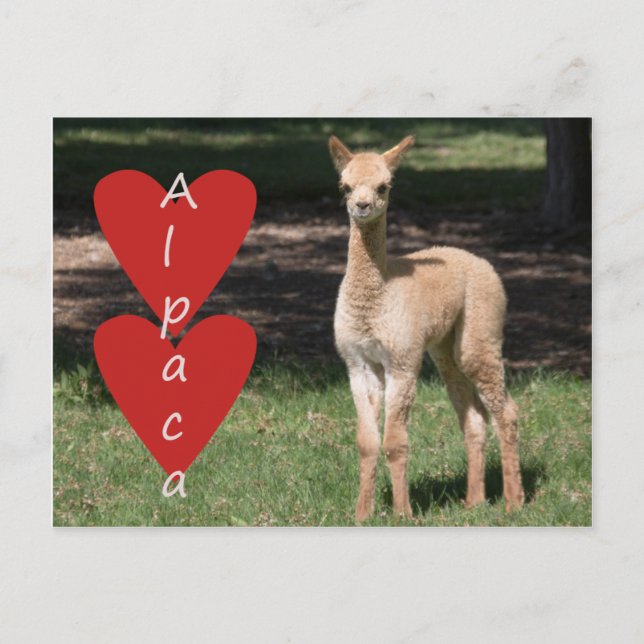 Baby alpaca love postcard (Front)