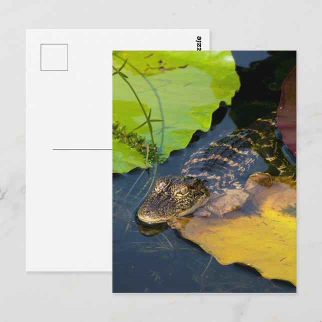 Baby American Alligator - Wildlife Photography Postcard (Front/Back)