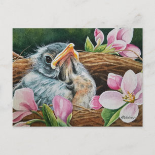 Baby American Robin Bird in Nest Watercolor Art  Postcard