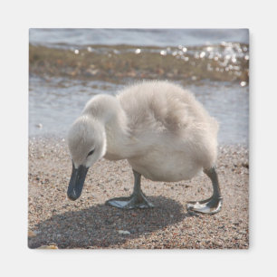 Baby Animal Swan Magnet