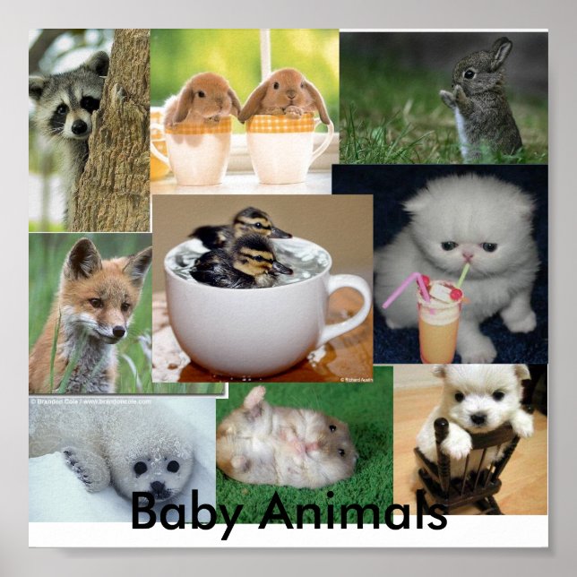 Baby animals poster (Front)