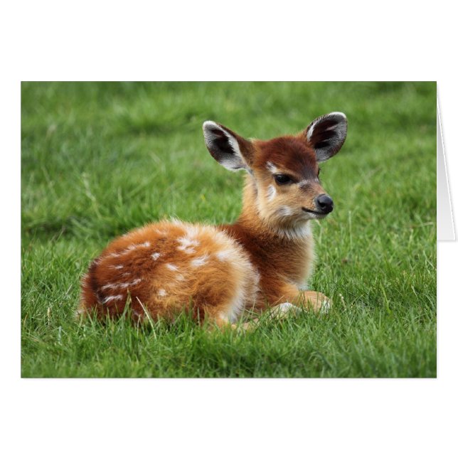 Baby Antelope (Front Horizontal)