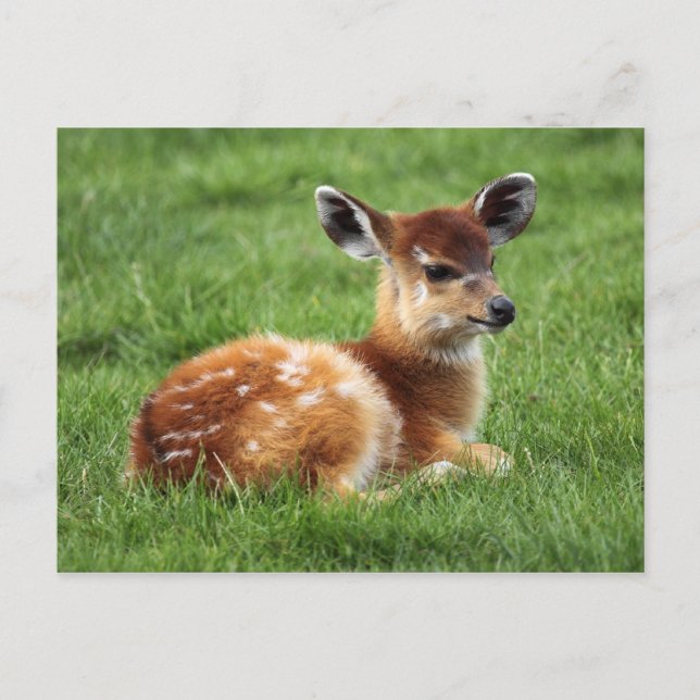 Baby Antelope Postcard (Front)