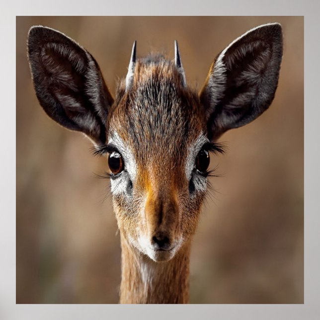 Baby Antelope Poster (Front)