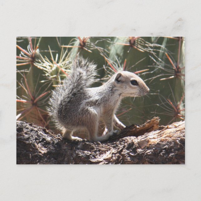 Baby Antelope Squirrel Postcard (Front)