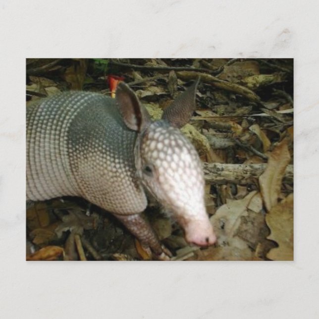 Baby Armadillo Postcard (Front)