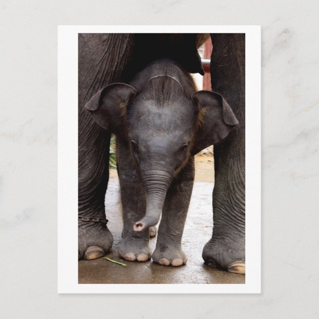 Baby Asian Elephant Postcard (Front)