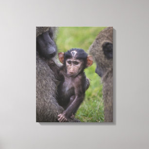 Baby Baboon Being Introduced To His Dad Canvas Print
