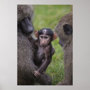 Baby Baboon Being Introduced To His Dad Poster