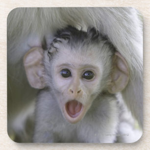 Baby baboon underneath its mother coaster