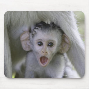 Baby baboon underneath its mother mouse mat