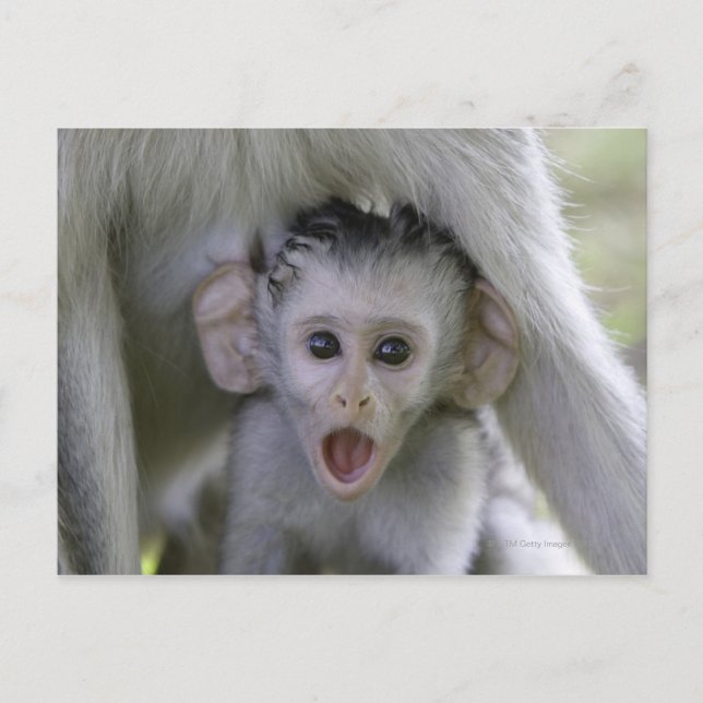 Baby baboon underneath its mother postcard (Front)
