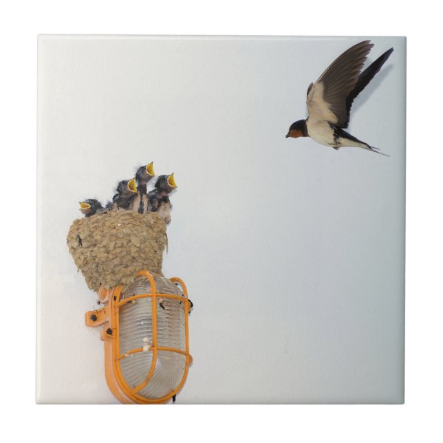 Baby Barn Swallows being fed by their mother Tile (Front)