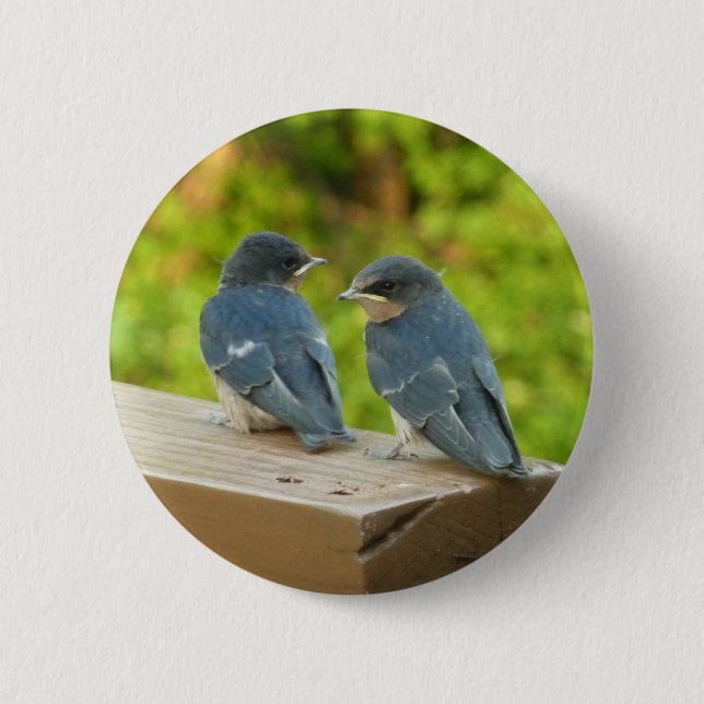 Baby Barn Swallows Nature Bird Photography 6 Cm Round Badge (Front)