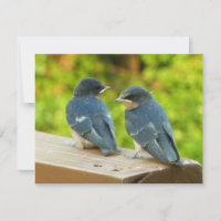 Baby Barn Swallows Nature Bird Photography