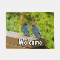 Baby Barn Swallows Nature Bird Photography