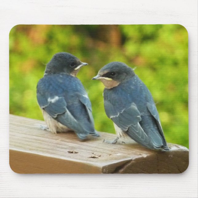 Baby Barn Swallows Nature Bird Photography Mouse Mat (Front)