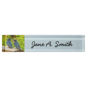 Baby Barn Swallows Nature Bird Photography Nameplate