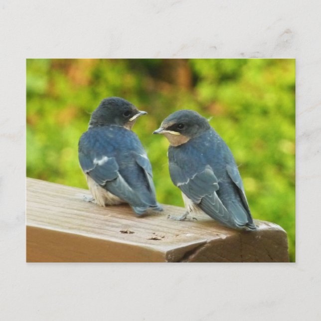 Baby Barn Swallows Nature Bird Photography Postcard (Front)