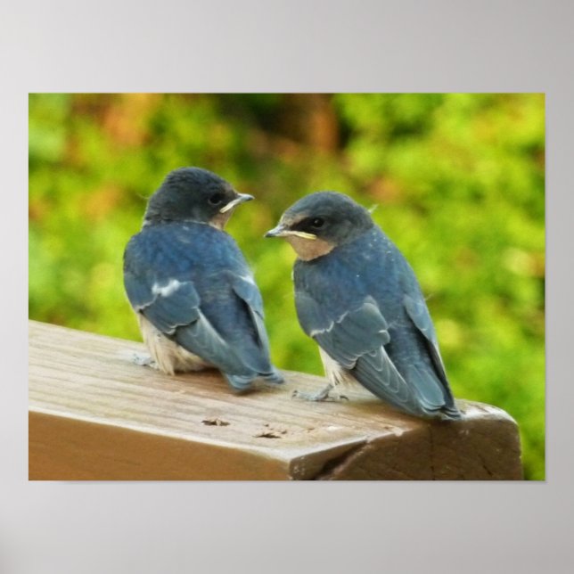 Baby Barn Swallows Nature Bird Photography Poster (Front)