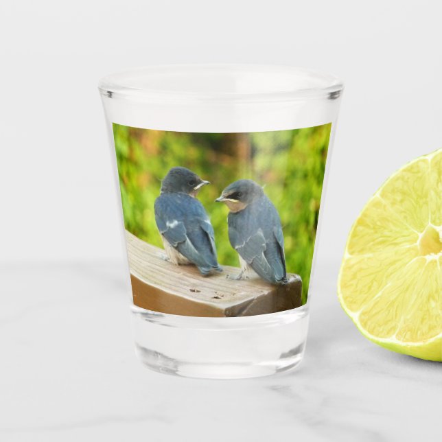 Baby Barn Swallows Nature Bird Photography Shot Glass (Front)