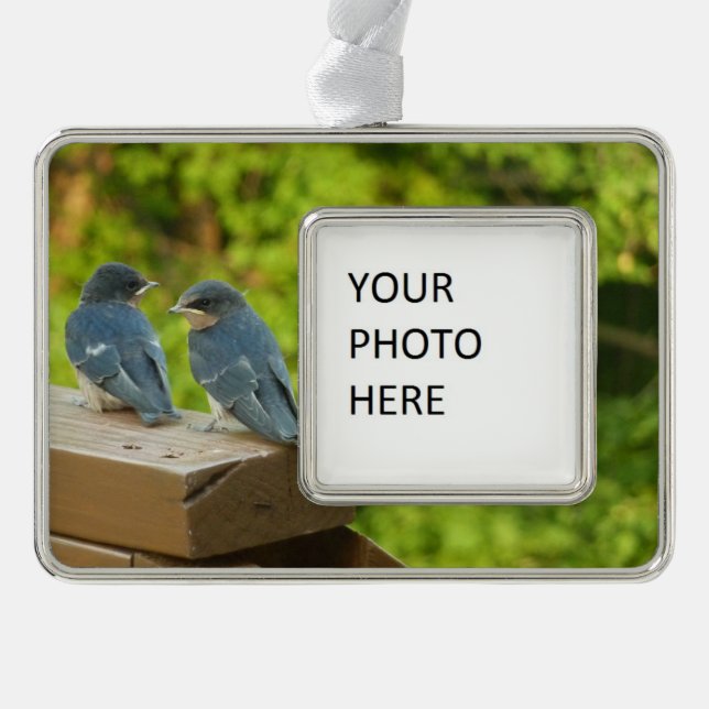 Baby Barn Swallows Nature Bird Photography Silver Plated Framed Ornament (Front)