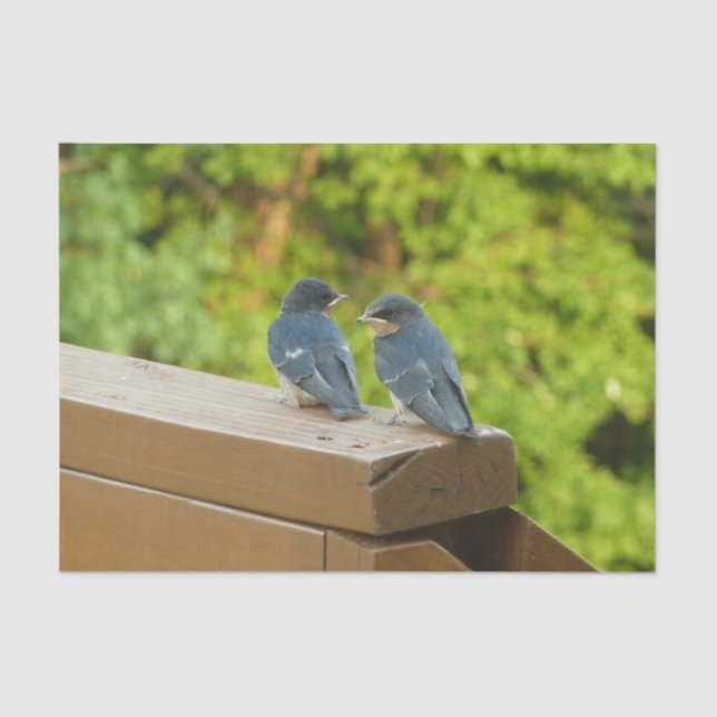 Baby Barn Swallows Nature Bird Photography Tissue Paper (Front)