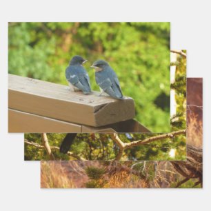 Baby Barn Swallows Nature Bird Photography Wrapping Paper Sheet
