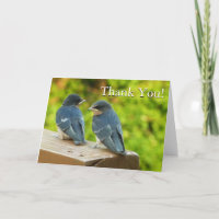 Baby Barn Swallows Nature Thank You