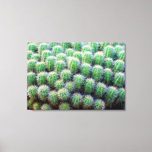 baby barrel cactus wrapped canvas