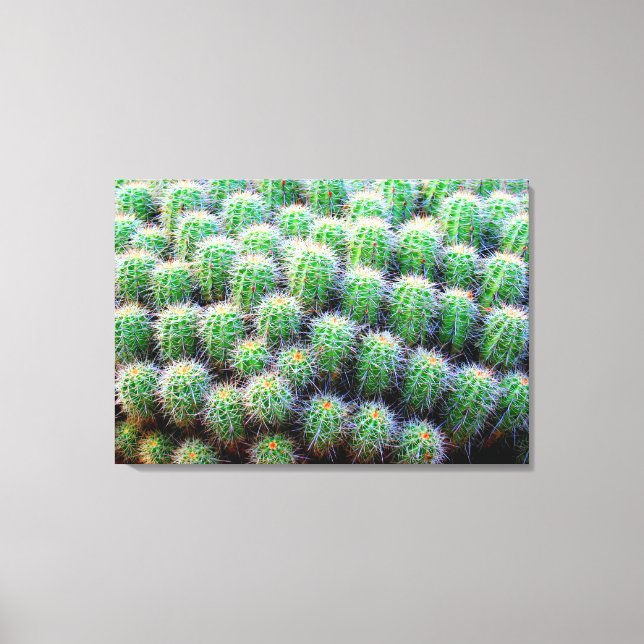 baby barrel cactus wrapped canvas (Front)