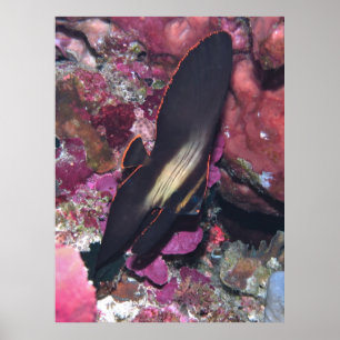 Baby Batfish Poster
