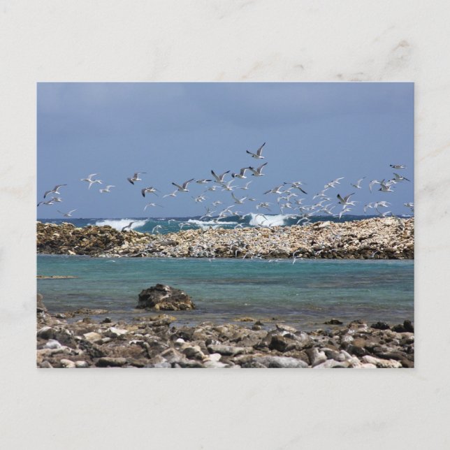 Baby Beach Postcard (Front)