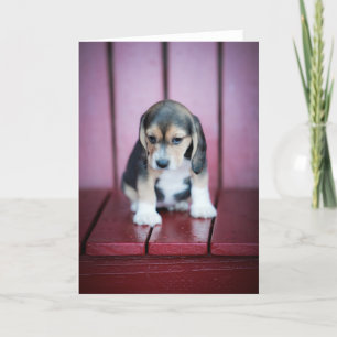 Baby Beagle on Red Chair Card