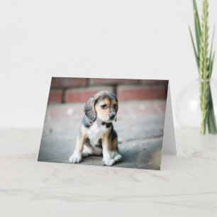 Baby Beagle Sitting Card